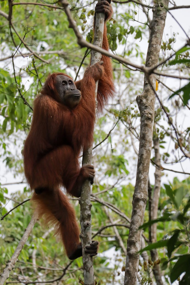 Majestic Sumatran orangutan climbing a tree in lush Indonesian rainforest