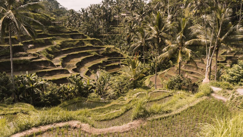 Beautiful terraced rice paddies with coconut trees in Tegalalang, Bali