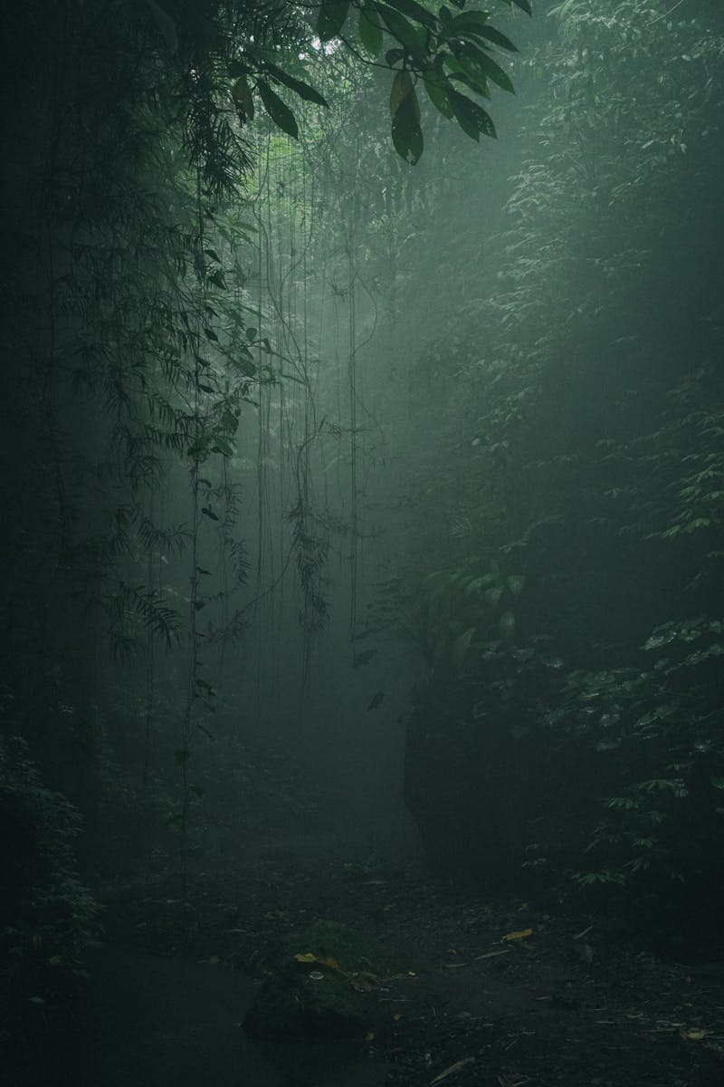 Ethereal misty jungle path enveloped in lush greenery in Bali, Indonesia